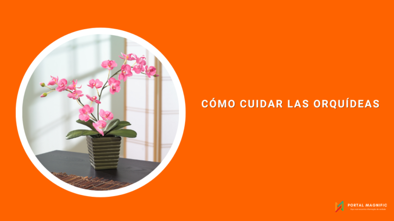 Cómo cuidar las orquídeas