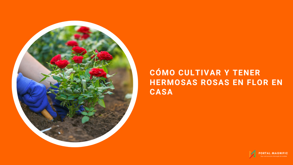 Cómo cultivar y tener hermosas rosas en flor en casa Blog Portal Magnific